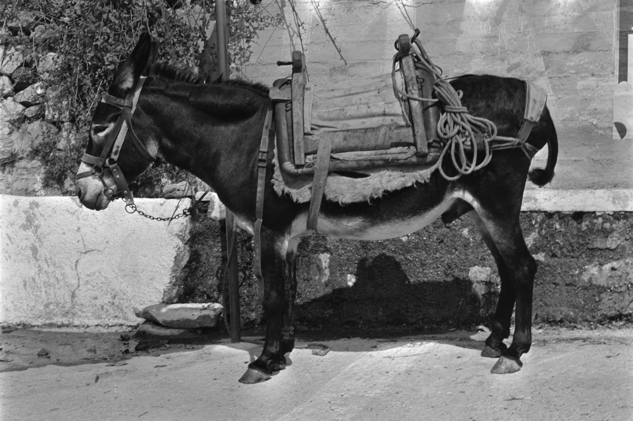 AHP F1991 09 002 sc240801 img11 NLP